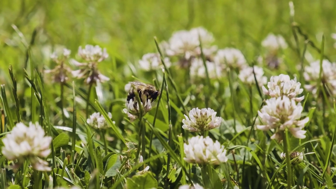 蜜蜂用慢动作给三叶草授粉。花园里的草和盛开的三叶草。夏日阳光明媚的草地视频素材