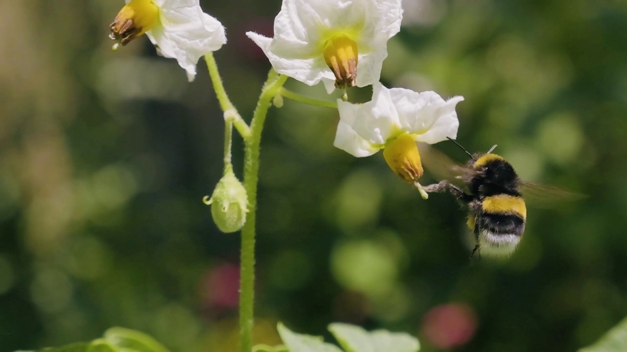 盛开的马铃薯灌木授粉大黄蜂在慢动作。后院的马铃薯花特写。视频素材