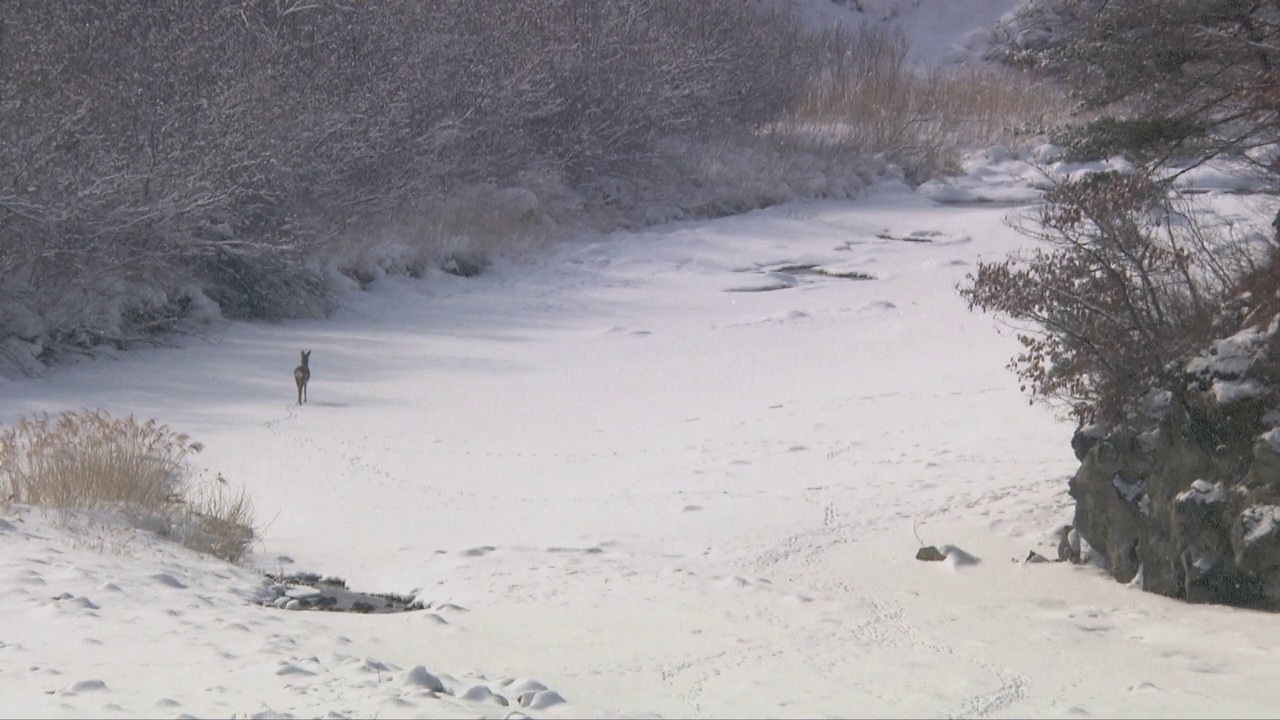 西伯利亚狍子走在被雪覆盖的山路上视频素材