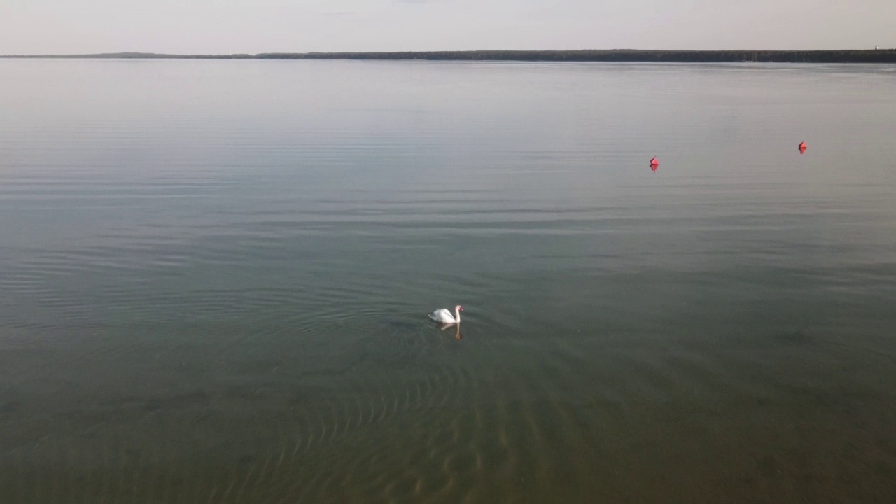 夏天天鹅在湖里游的全景。漂浮在水面上的天鹅的总体计划。鸟瞰图。视频素材