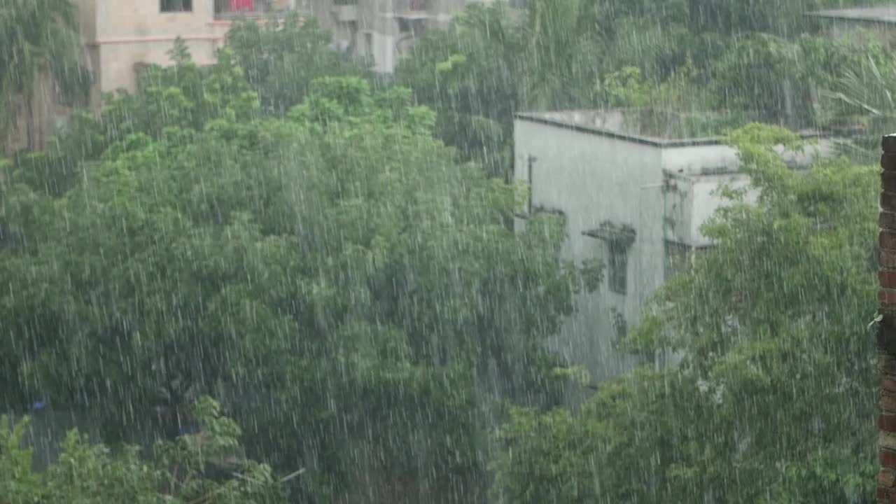 森林树枝上的雨天，视频素材