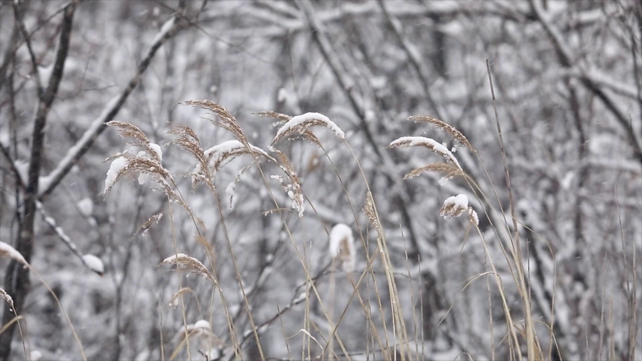 冬天芦苇上的雪视频素材