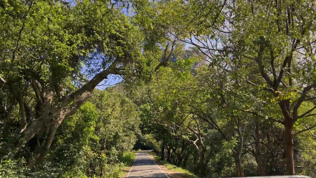 汽车行驶在树木之间的道路上，穿过Sigiriya寺庙视频素材