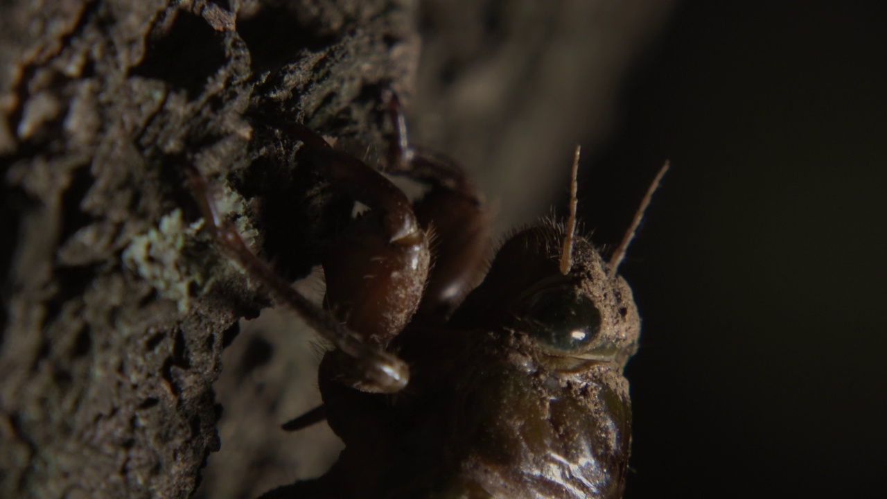 在树上爬行的Cryptotympana dubia(韩国块状蝉)幼虫视频素材