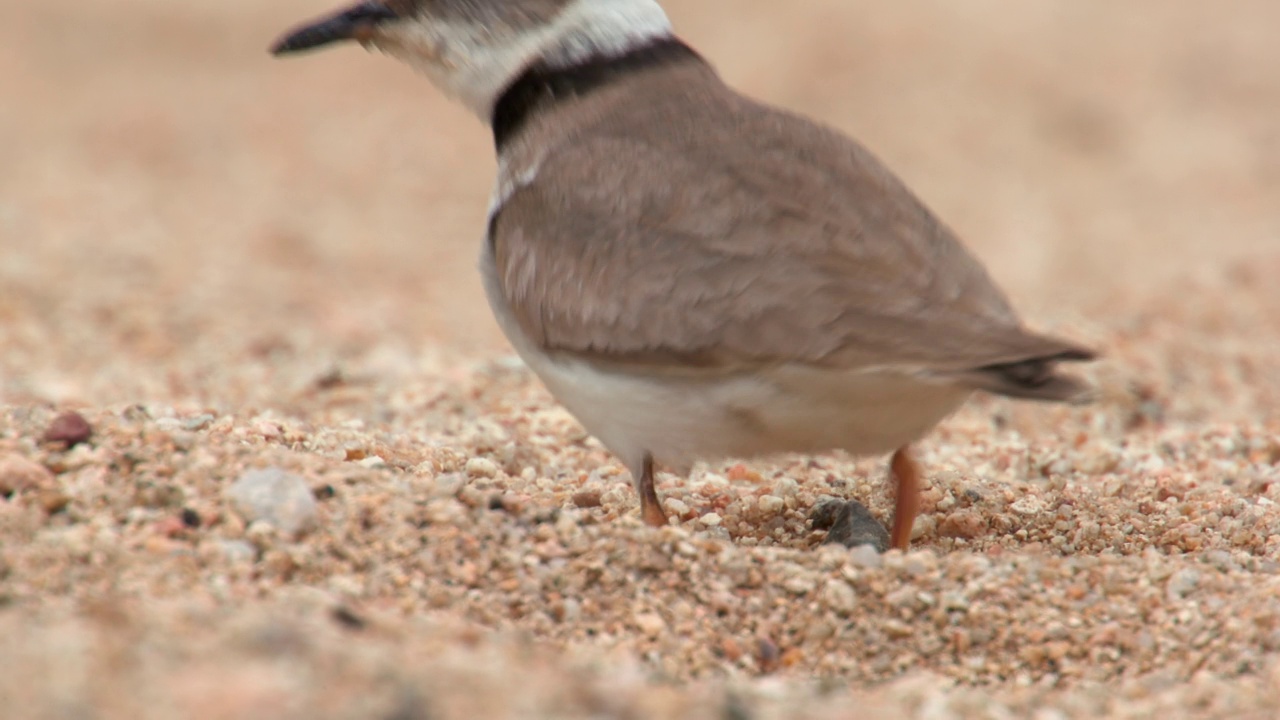 长嘴鸻(Charadrius placidus)躺在砾石田里视频素材