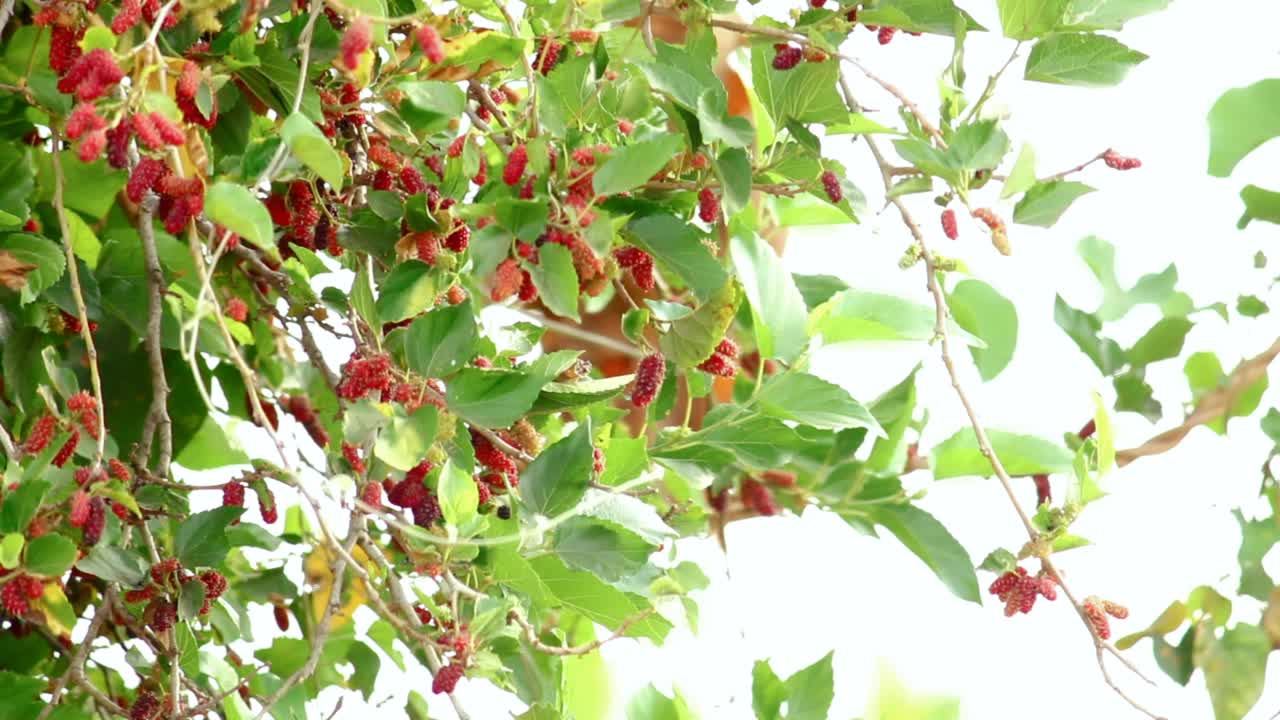 未成熟的桑葚树上-新鲜的桑葚，红色的桑葚果实树上，浆果在农场视频素材