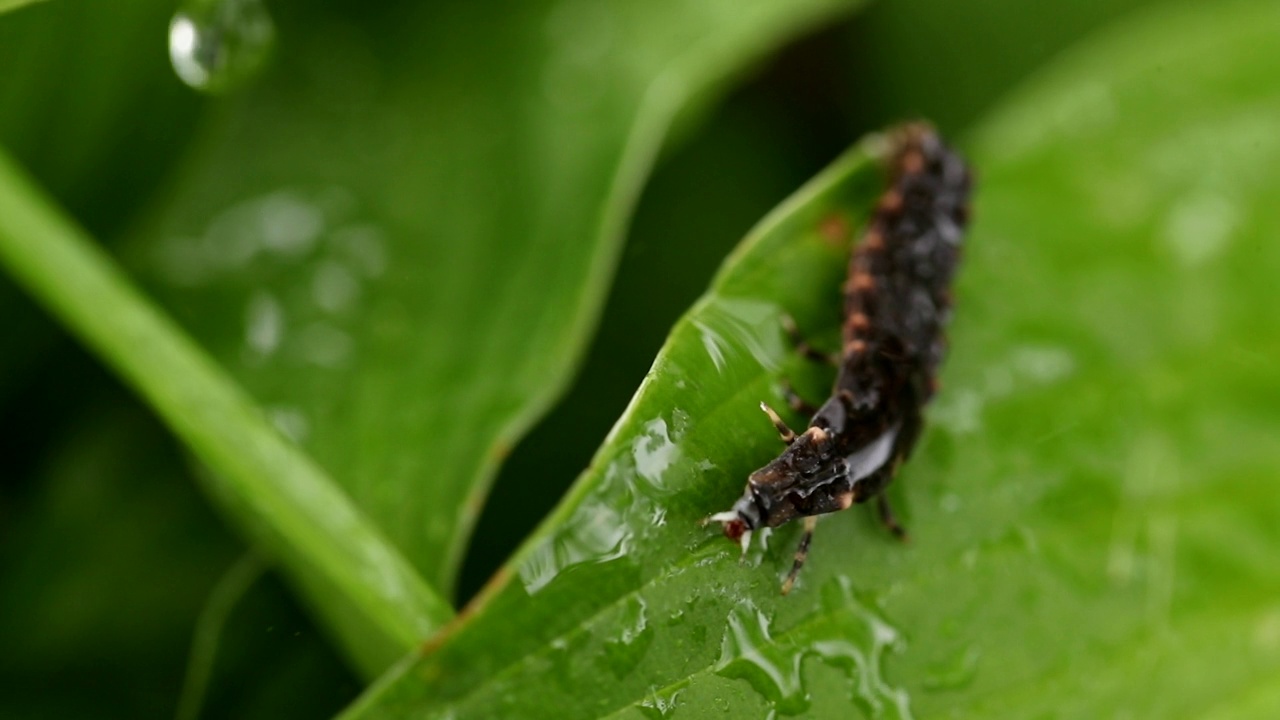 落叶松的幼虫被雨水困在树叶上视频素材