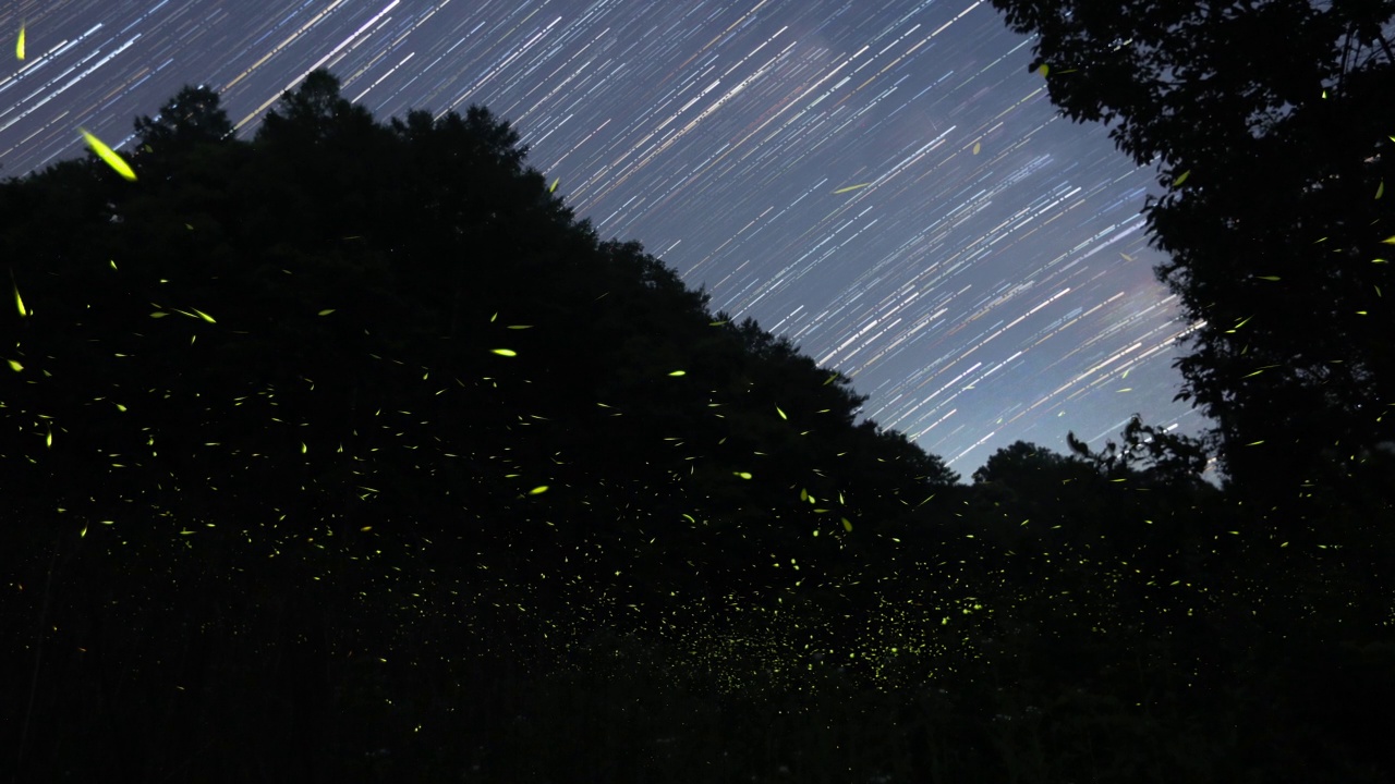 时间流逝-萤火虫在夜晚的森林中飞行视频素材