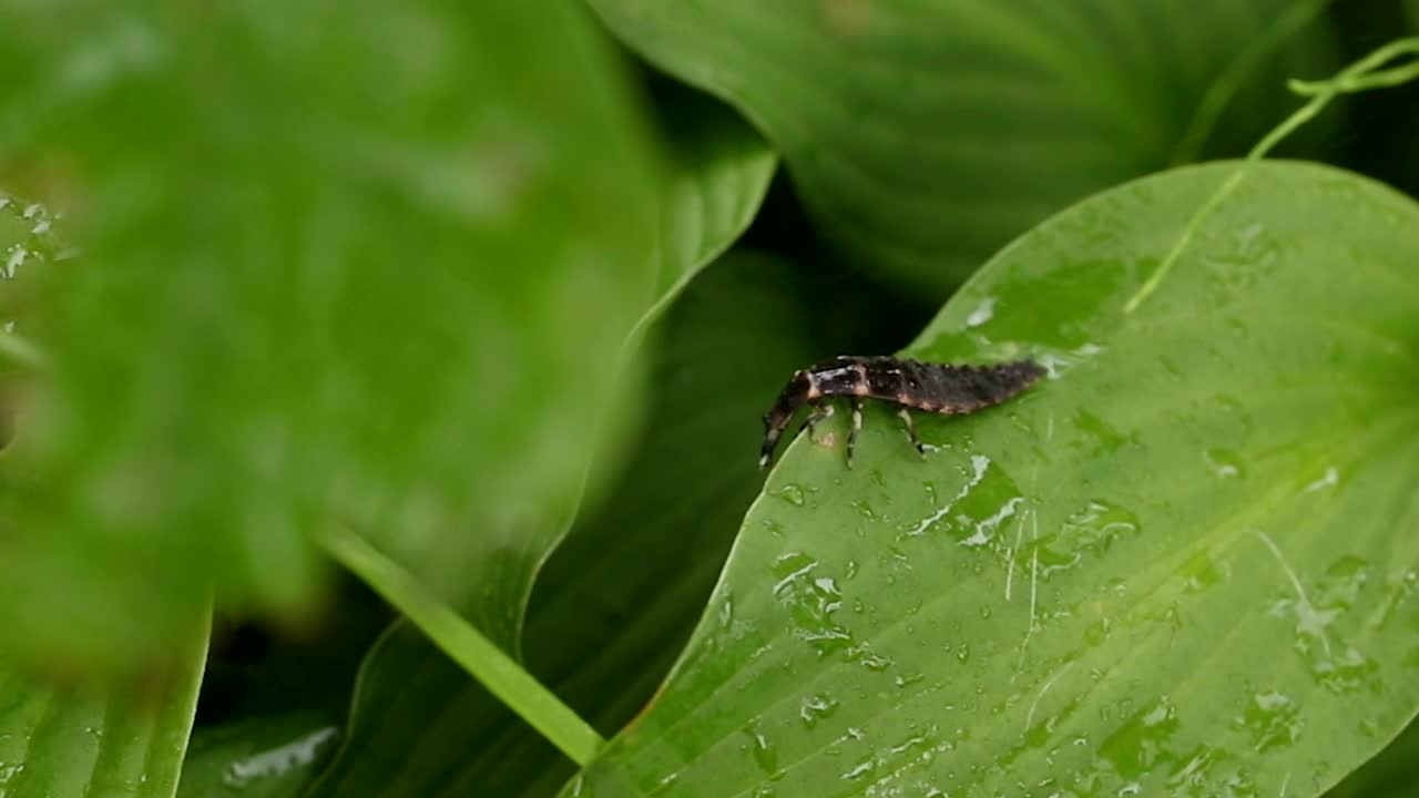 落叶松的幼虫被雨水困在树叶上视频素材