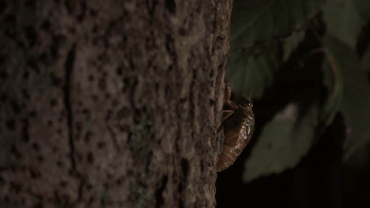 在树上爬行的Cryptotympana dubia(韩国块状蝉)幼虫视频素材