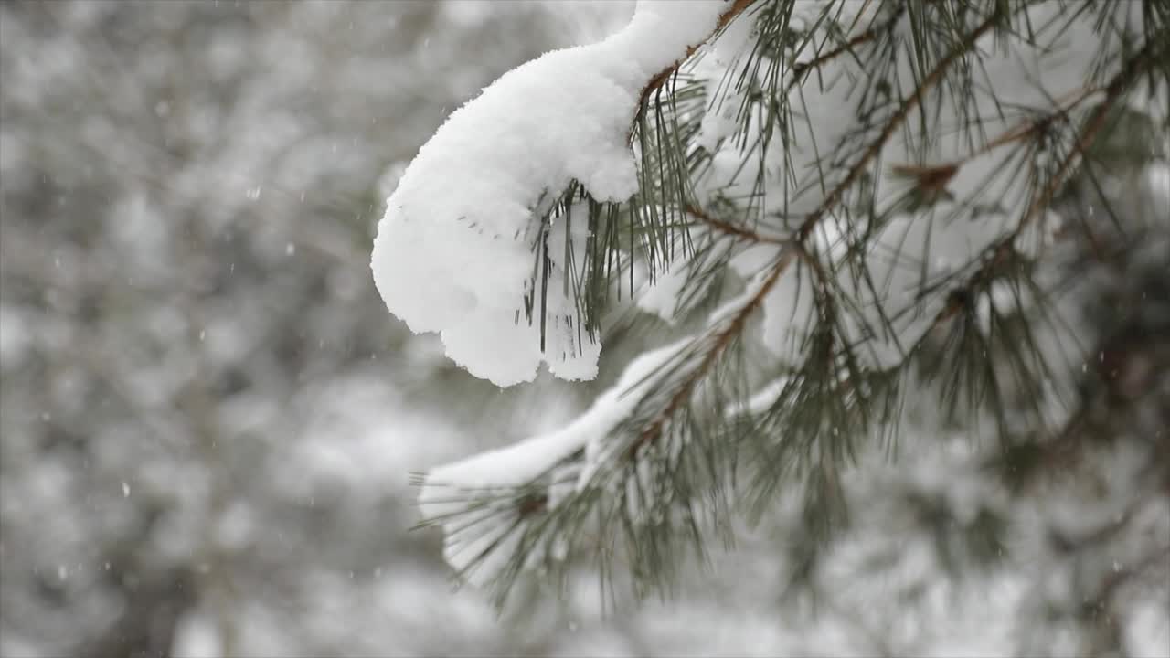 松树上的雪视频素材