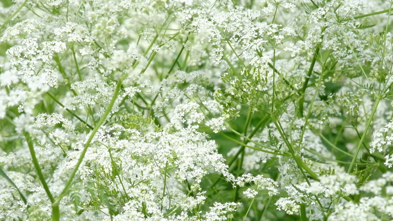 白色花朵的铁杉近距离绿色背景。视频素材