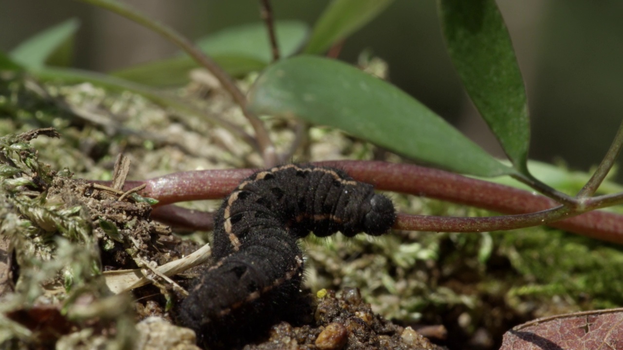 在草叶上爬行的Parnassius stubbendorfi毛虫视频素材