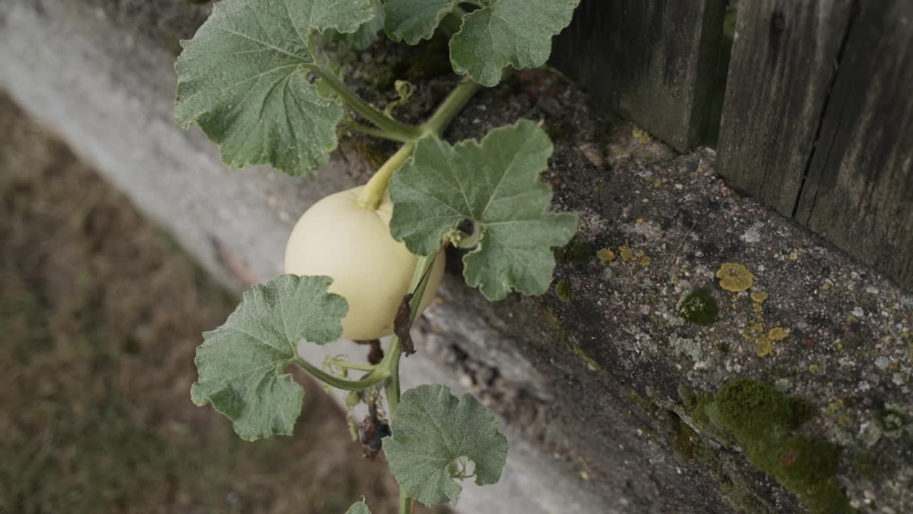 南瓜果实和带叶植物挂在混凝土板的木栅栏附近。视频素材