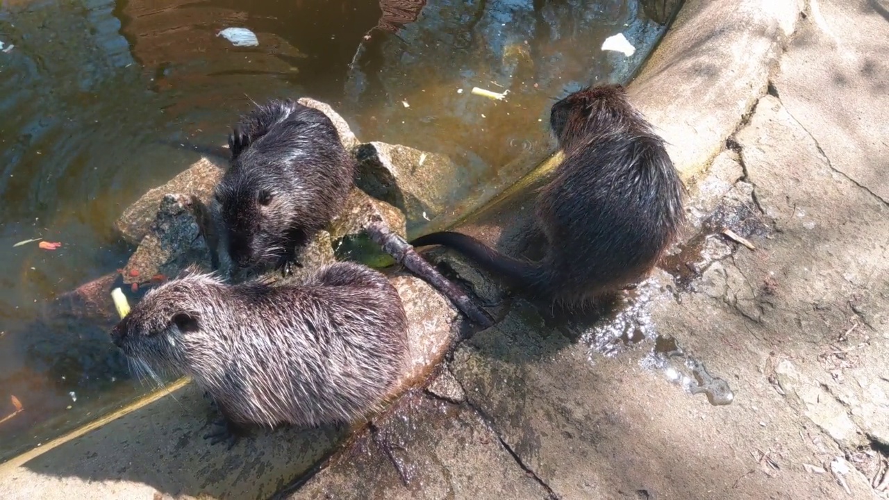 水獭在池塘边清洗的俯视图。海狸鼠特写。海狸鼠或沼泽海狸是一种啮齿目哺乳动物视频素材