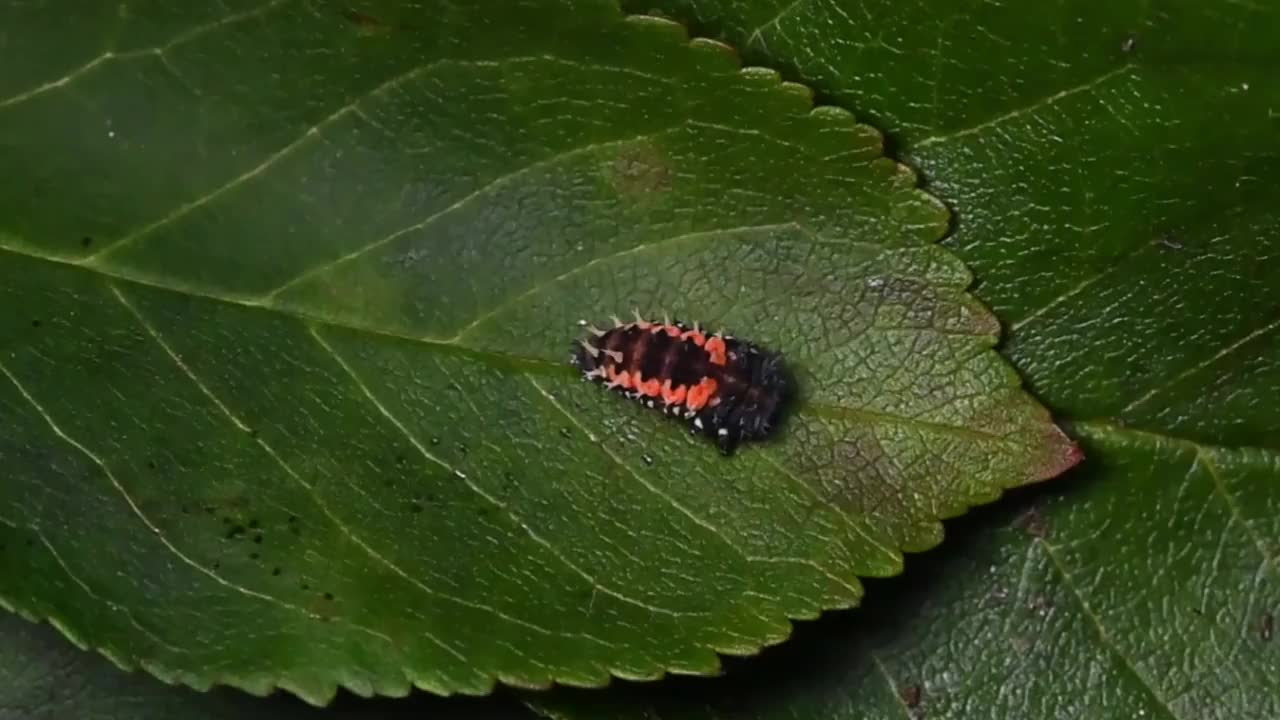 丑角瓢虫幼虫脱落外皮开始蛹期-速度x8视频素材