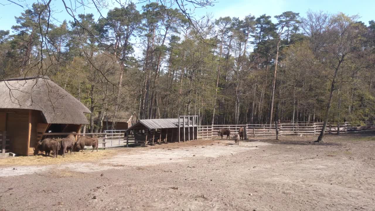 森林中野生动物的围栏。野牛视频素材