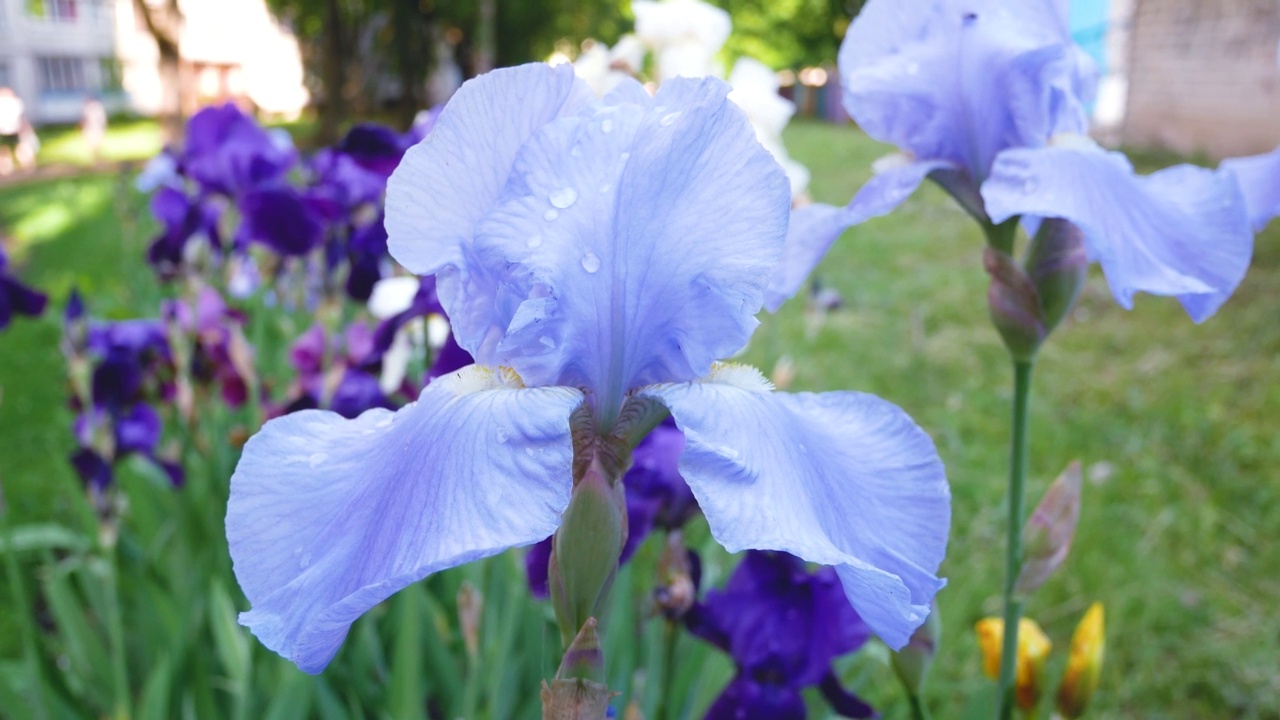 花园里花坛上的蓝色鸢尾花视频素材