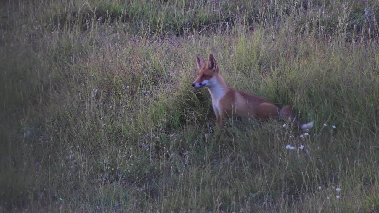 赤狐Vulpes Vulpes ..小狐狸变得警觉起来，坐在草地上，跑开了视频素材