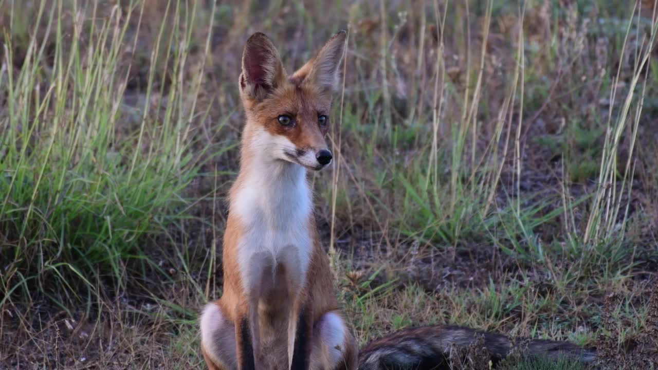 小赤狐正坐着休息。Vulpes Vulpes视频素材