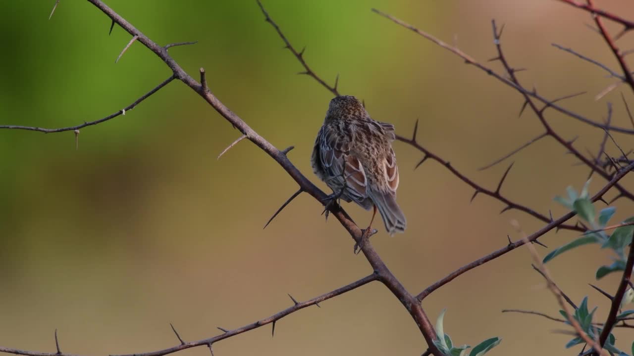 一只鸟坐在美丽背景的树枝上，清洗着自己的羽毛。Emberiza calandra视频素材