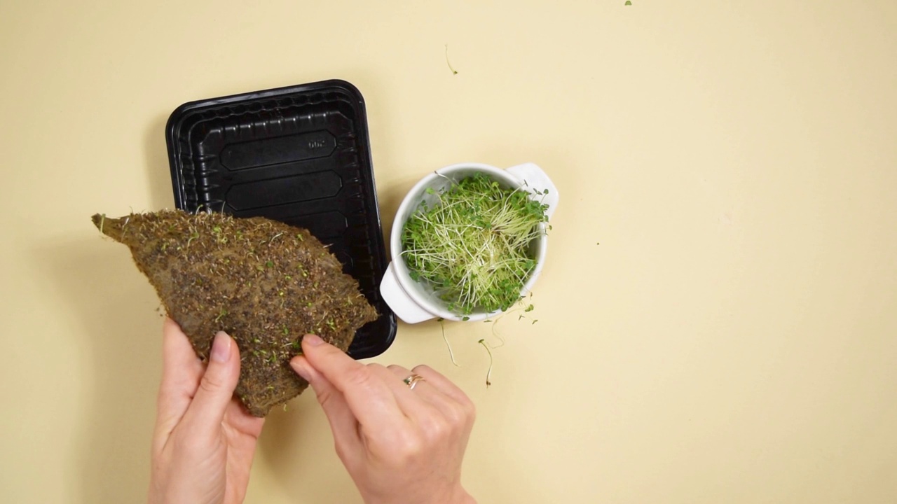 女孩的手正在采摘奇亚微绿豆芽作为食物，并把它们放在盘子里。视频素材