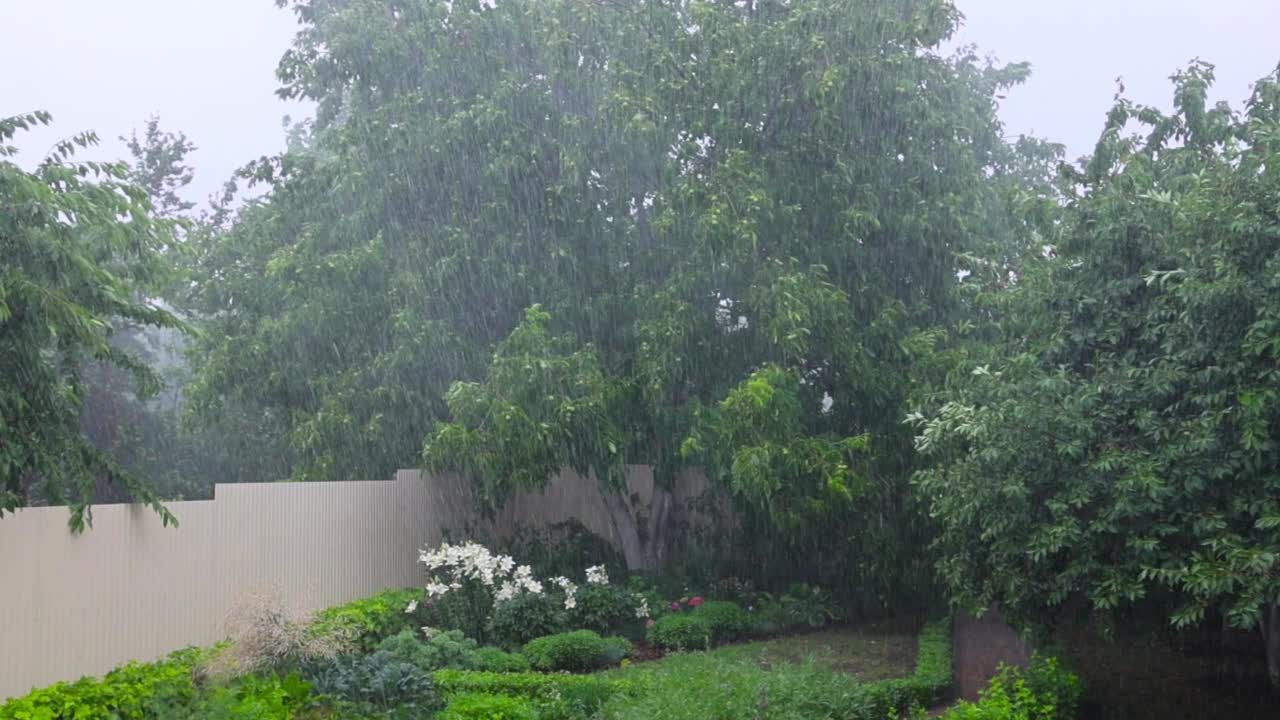 风，雨，飓风，破坏了树。大雨和大风使树木摇晃。倾盆大雨，阵阵狂风。淋浴。暴风雨天气，外面下着大雨。多雨的天气视频下载