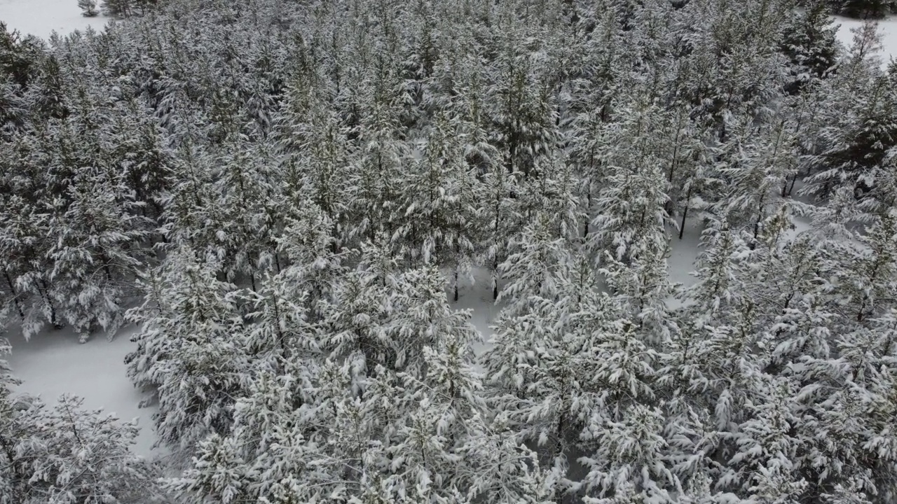 雪覆盖的森林视频素材