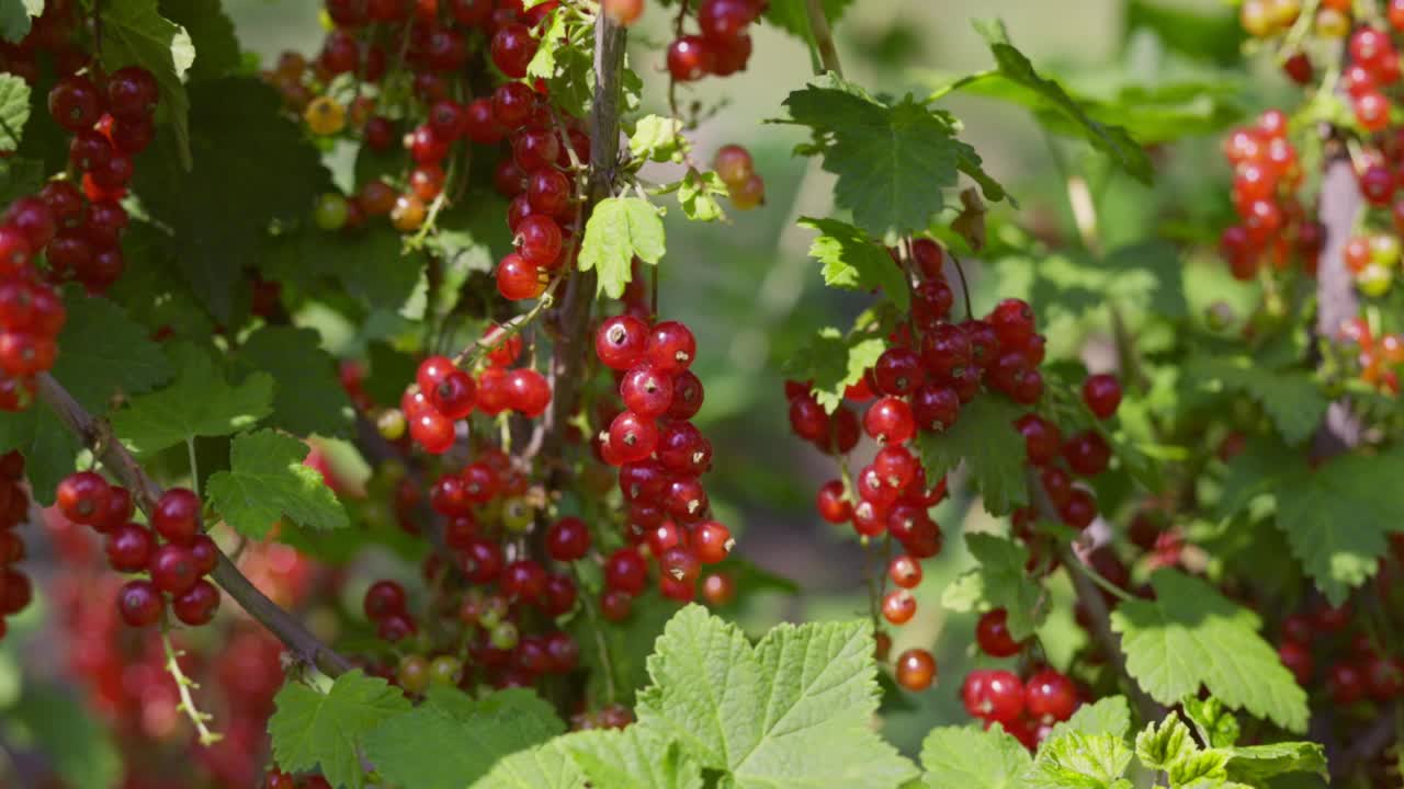 花园里新鲜的红浆果。红醋栗。灌木上多汁的成熟红醋栗。花园浆果背景视频素材