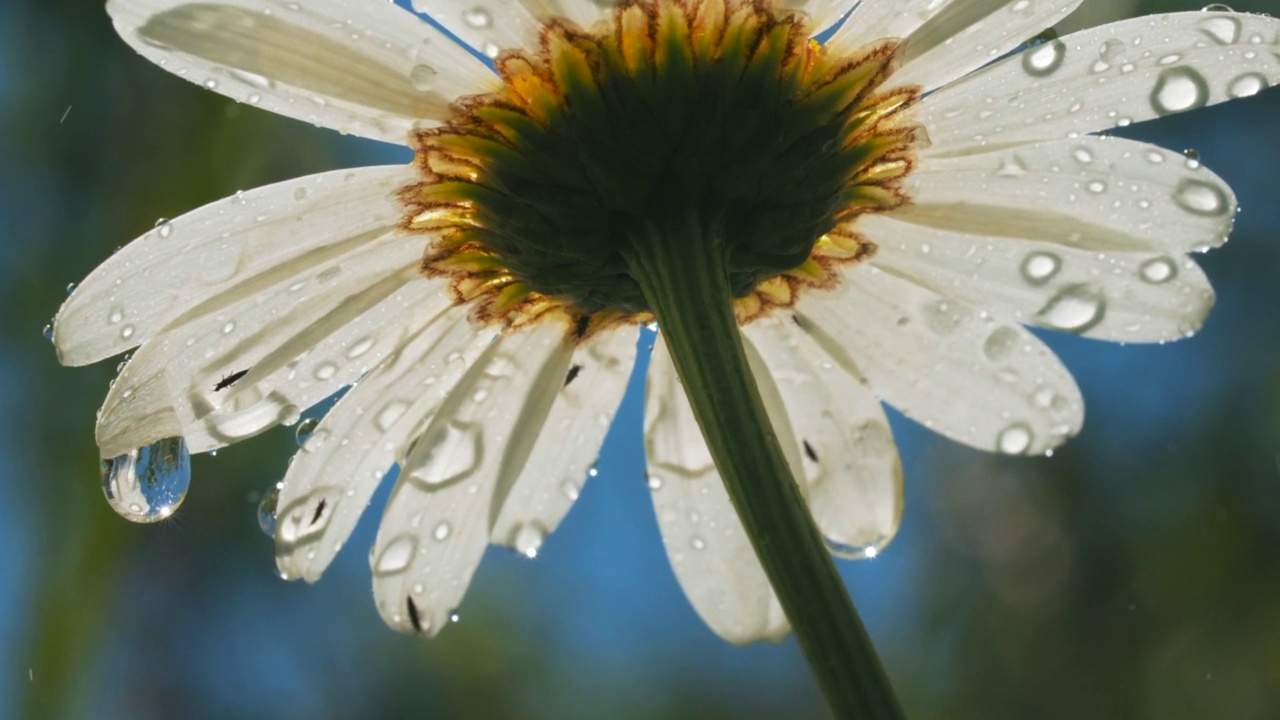 阳光下美丽的雏菊。有创造力。阳光下的一朵白花，上面滴着点点雨。视频下载