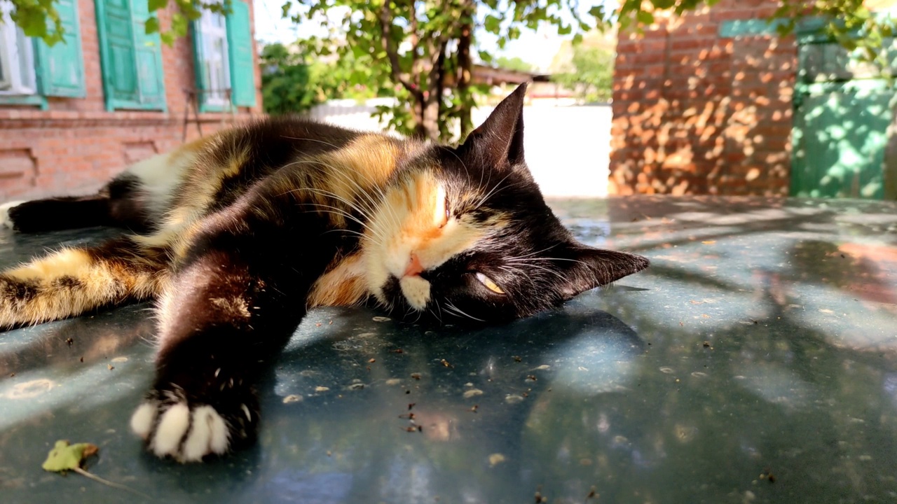 夏天，一只玳瑁猫躺在车顶上看着镜头。视频特写。视频素材