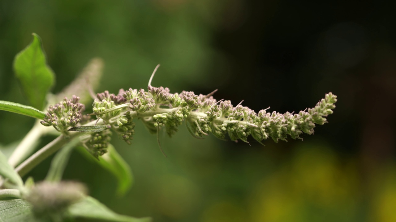 夏季丁香蝶丛或橙眼(budleja davidii)未盛开的花视频素材