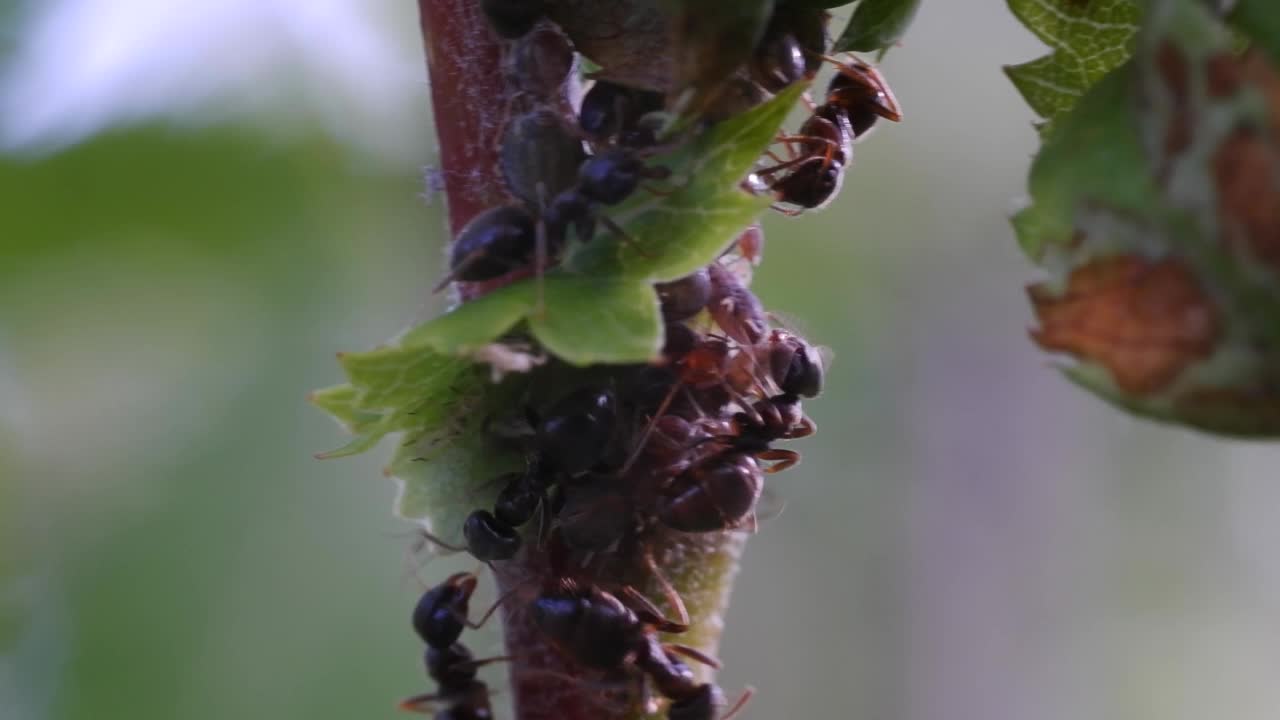 蚁群在树叶上培育蚜虫。昆虫共生，农业害虫视频素材