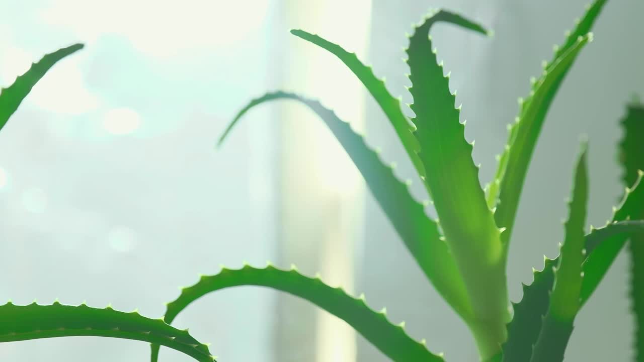 芦荟植物生长在一个阳光明媚的日子。这种药用植物用于美容。视频素材