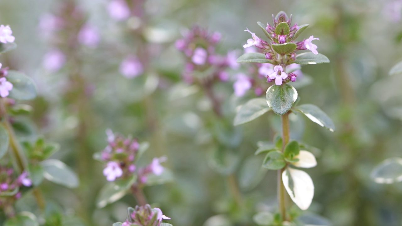 百里香用鲜花视频素材