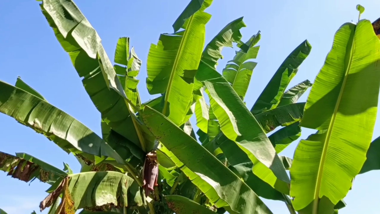 一棵香蕉树在风中摇曳的镜头视频素材