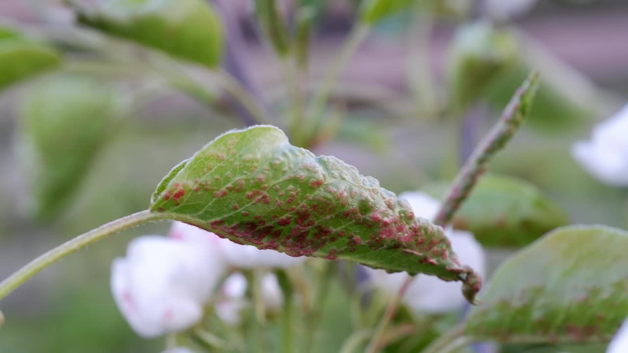 园林树木害虫毛叶螨总科:梨叶上的食草螨视频素材