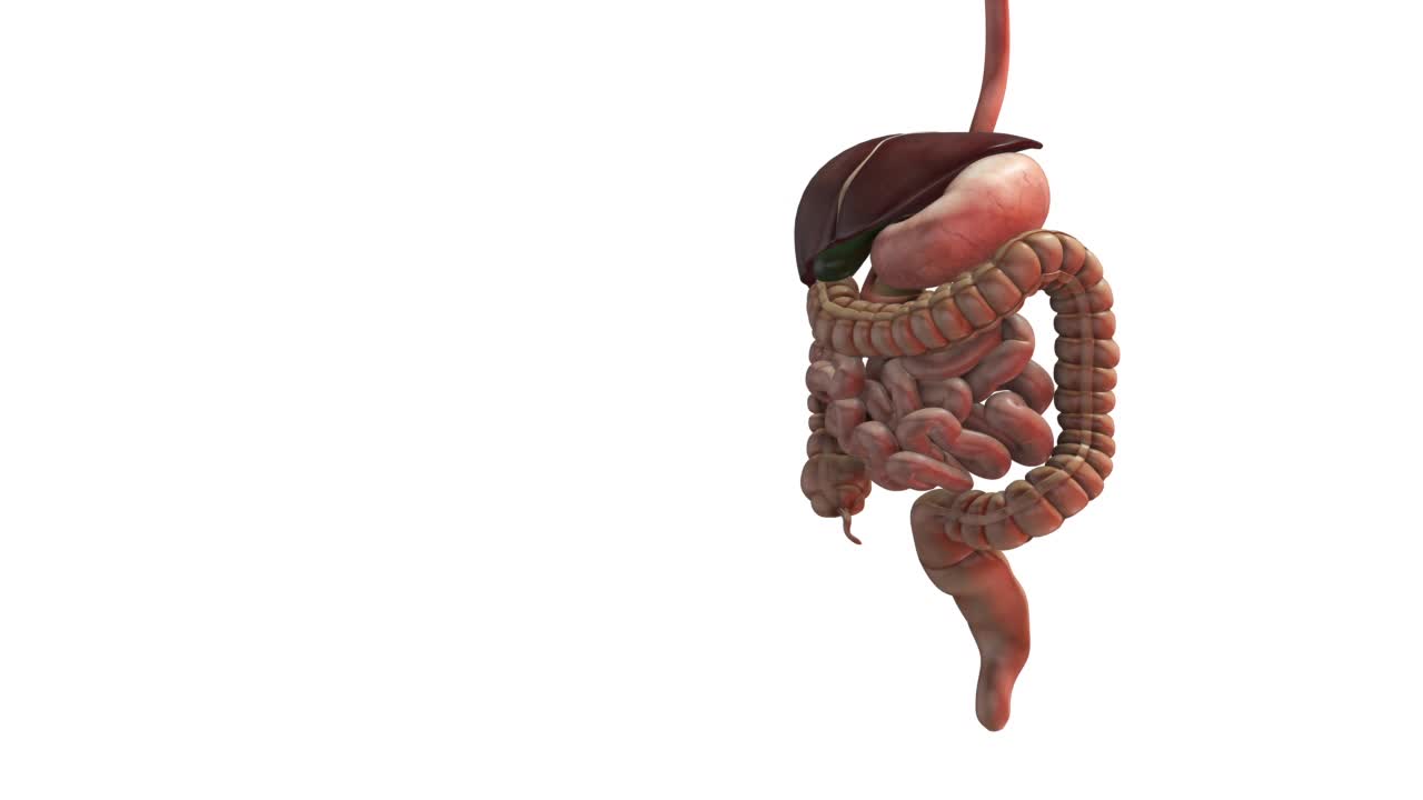 人体消化系统解剖学视频素材