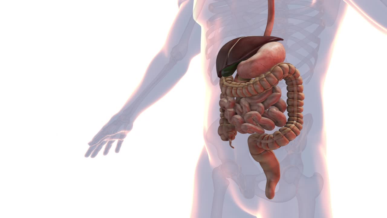 人体消化系统解剖学视频素材