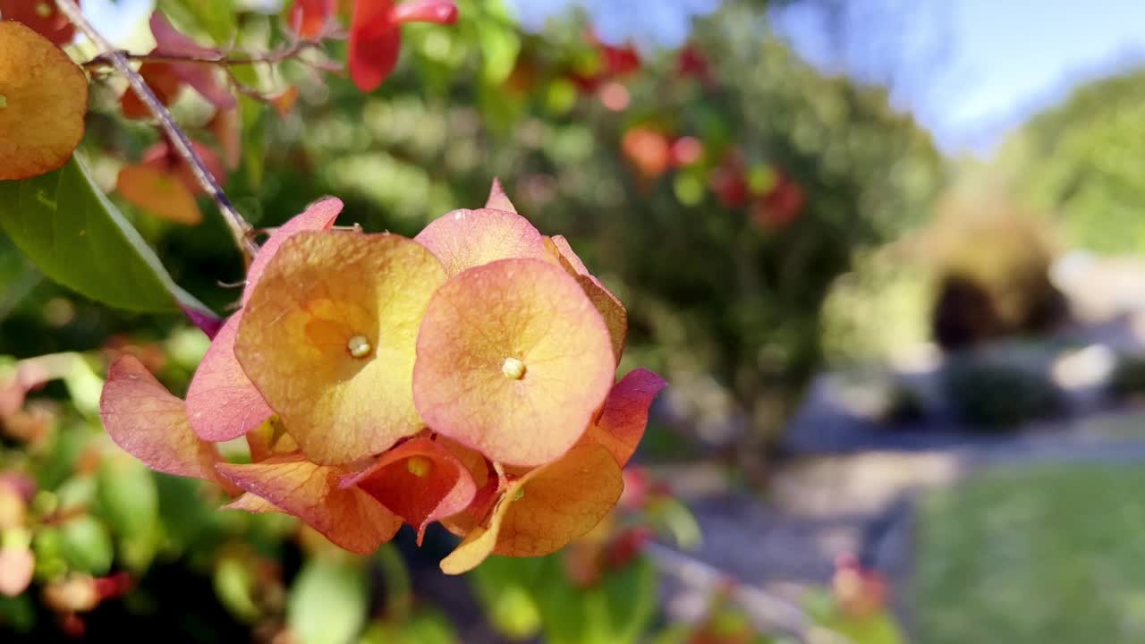 迷人的玫瑰粉花灌木景观被称为“中国帽子植物”与模糊视频素材