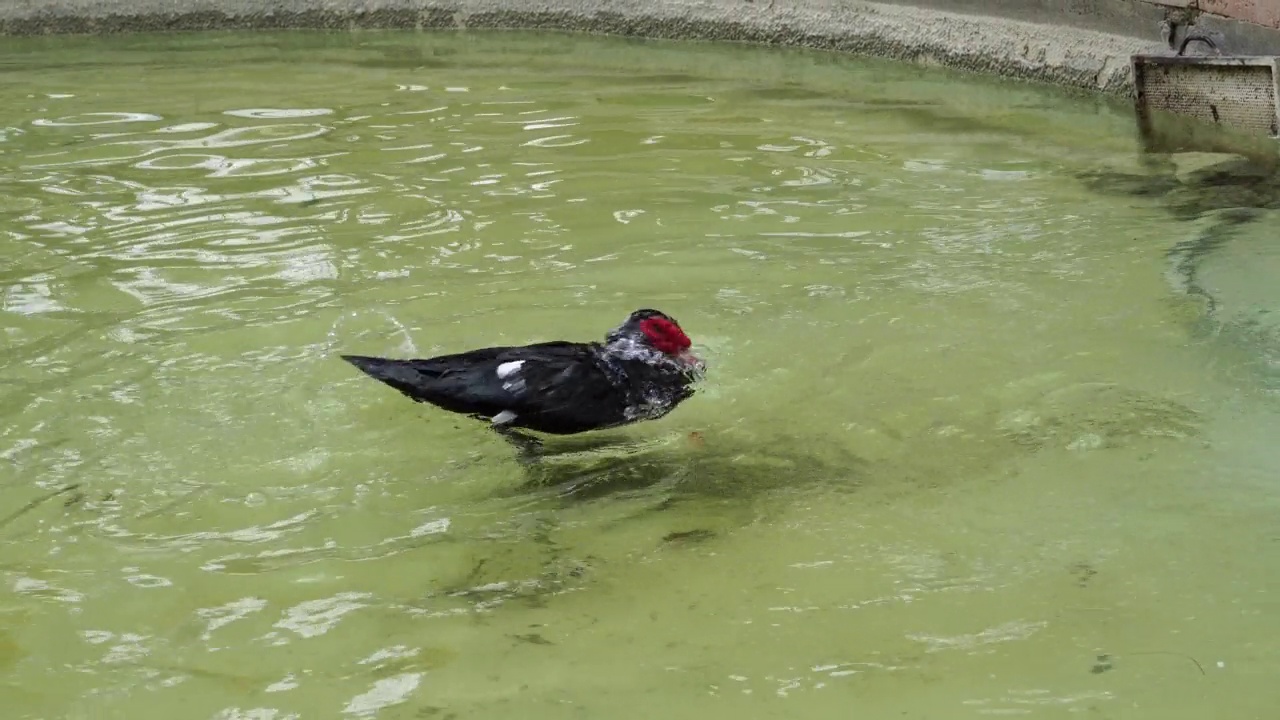 黑鸭子在池塘里游泳视频素材