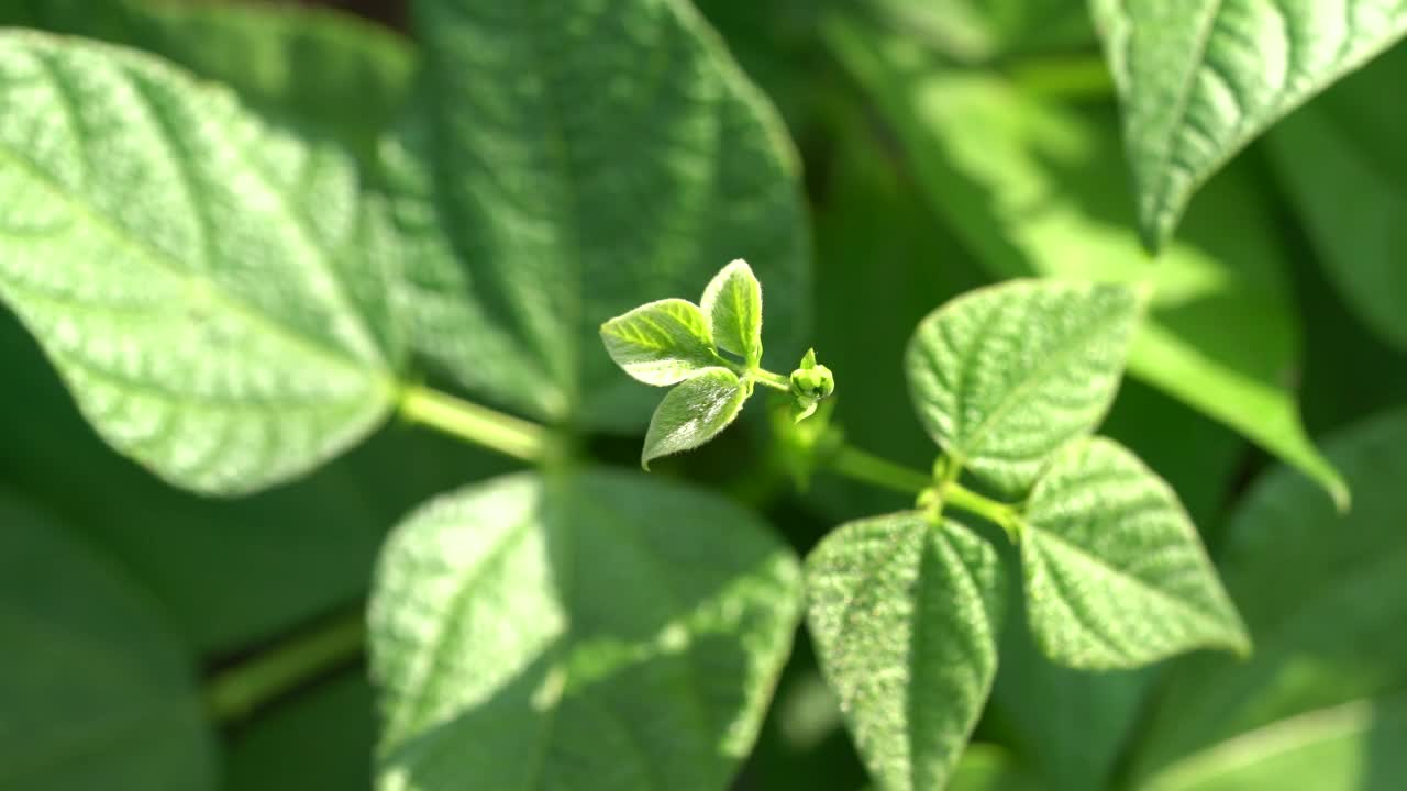 幼苗在阳光下生长，青豆视频素材