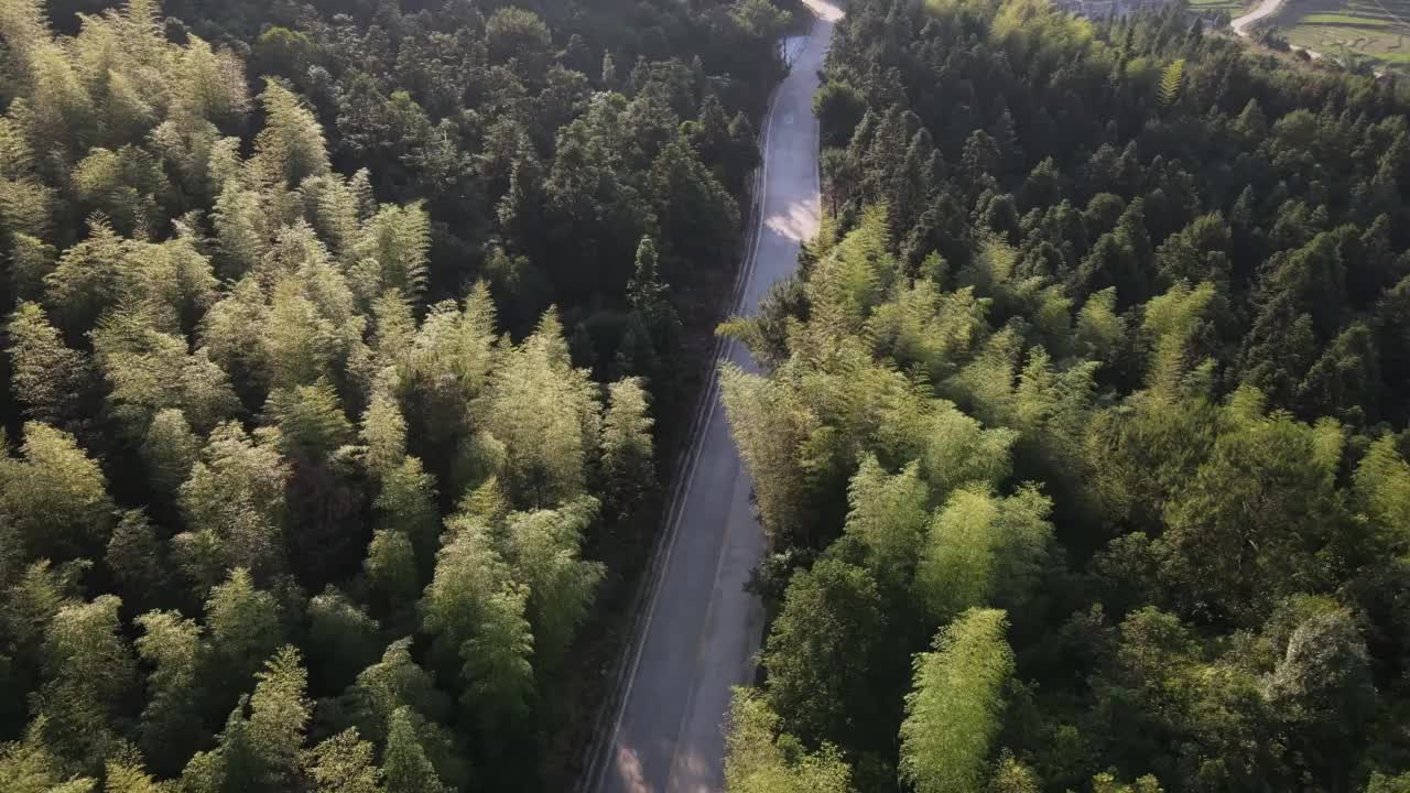 竹林之间弯曲道路的航拍视频视频素材