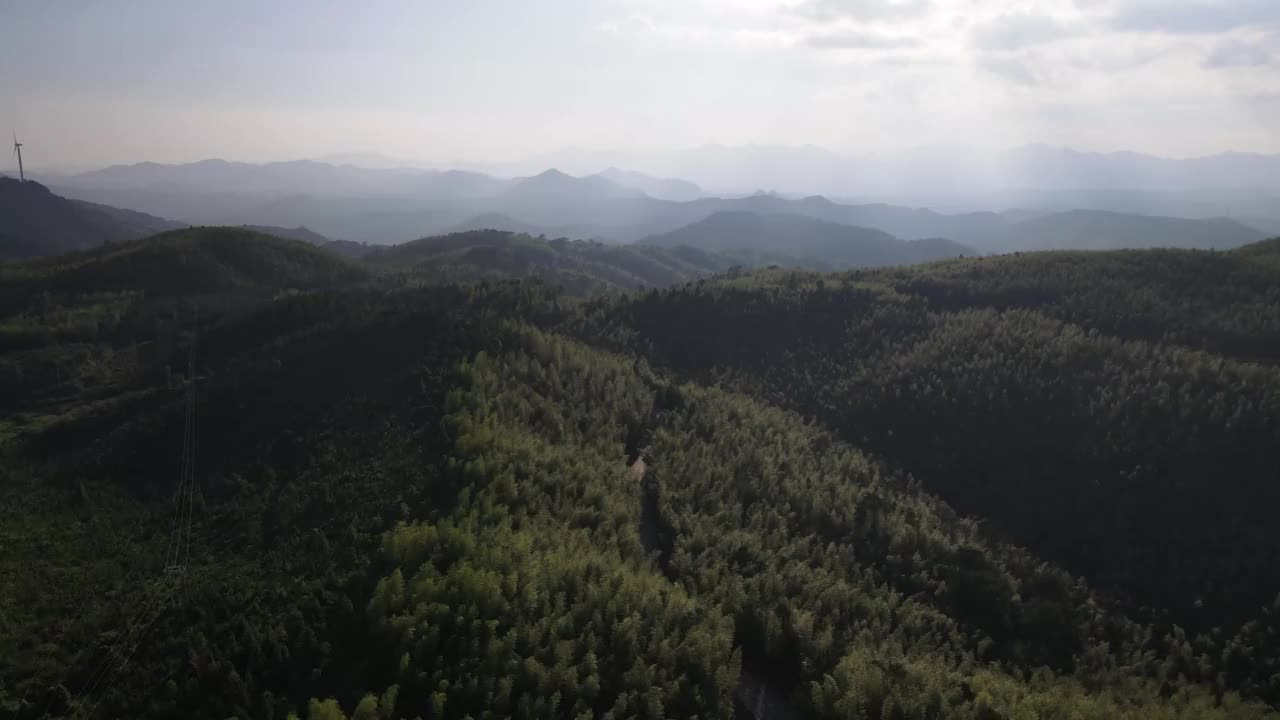 背光下竹林的航拍视频视频素材