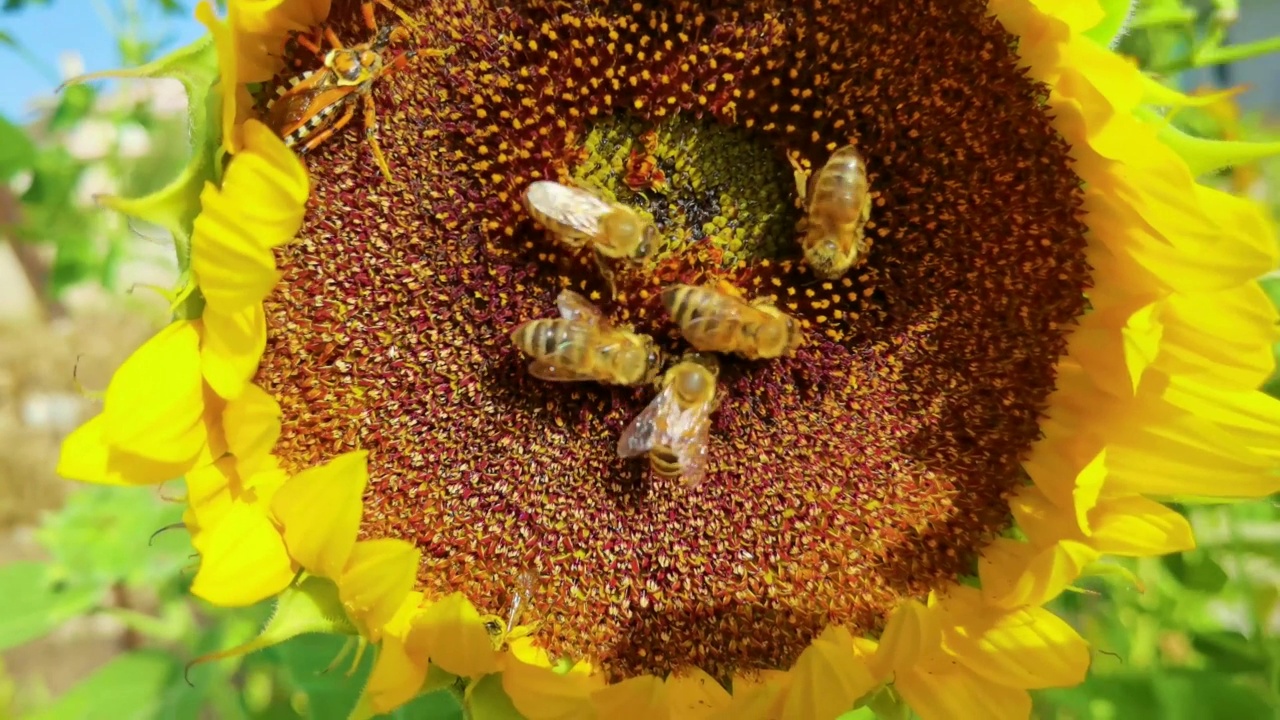 夏天，向日葵上的蜜蜂带着花粉采蜜视频下载
