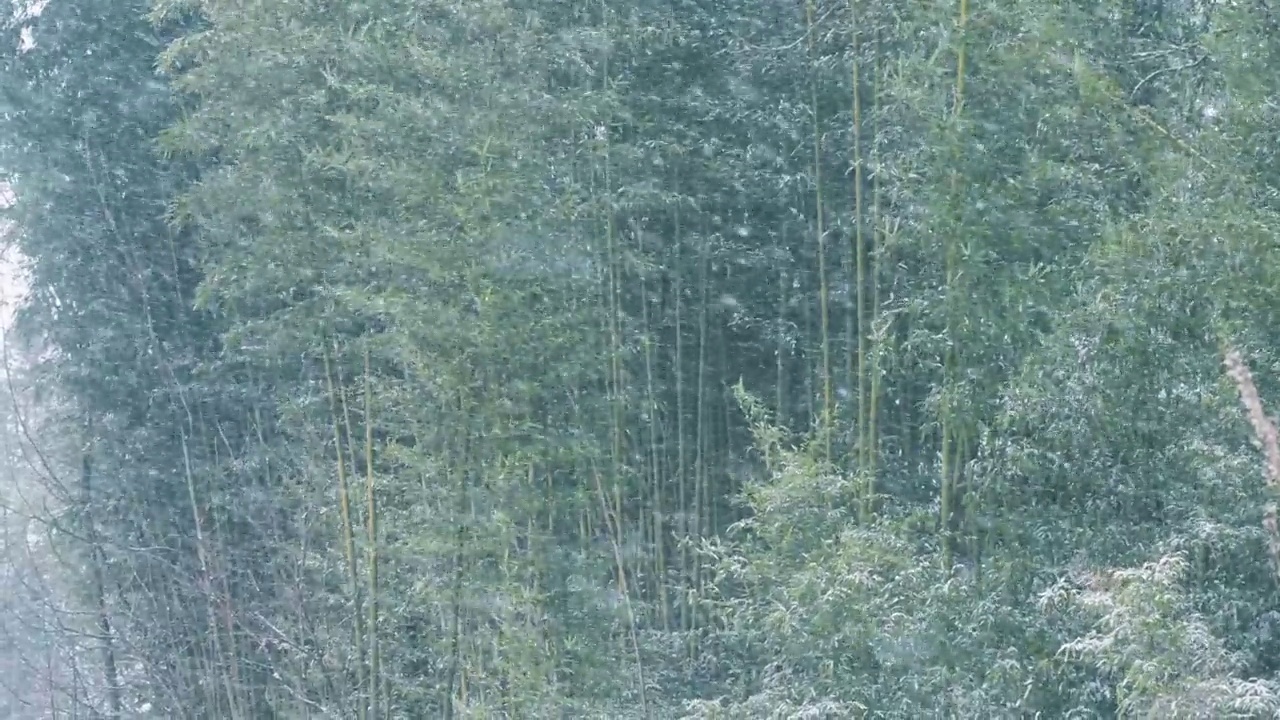 雪山竹林视频素材