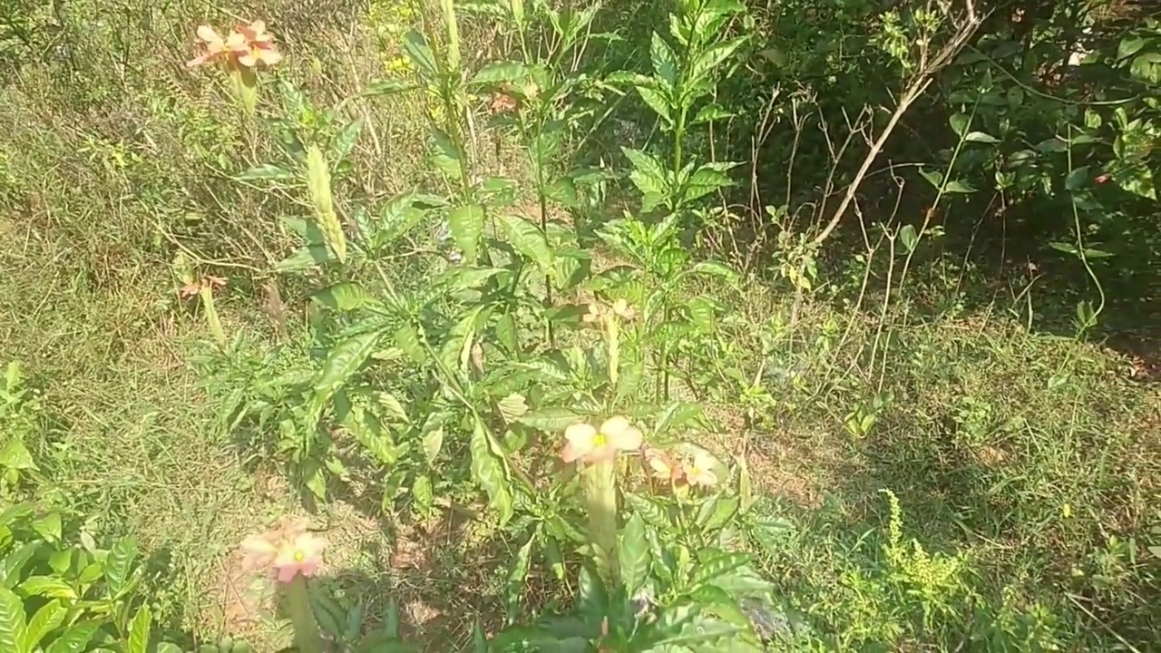 十字花或鞭炮花视频下载