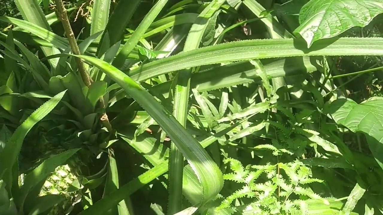 凤梨或凤梨生长在菠萝植株上。视频下载