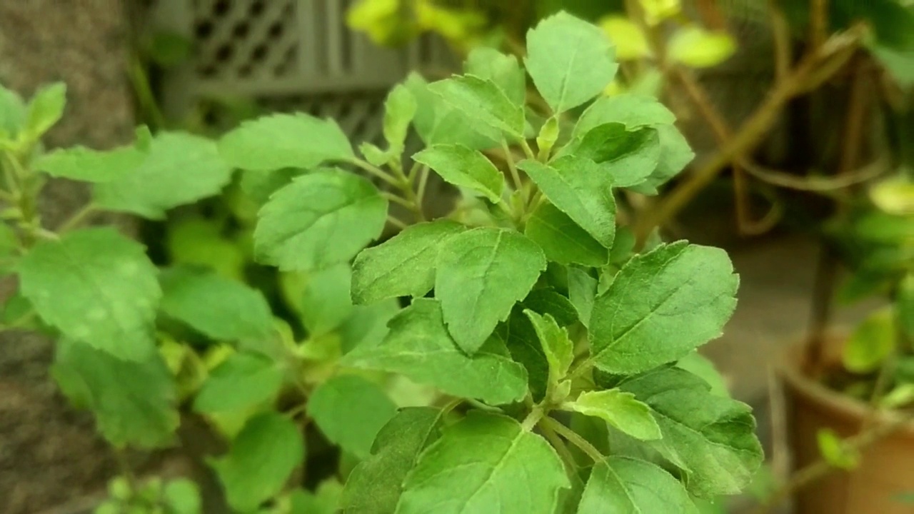 圣罗勒(Ocimum tenuiflorum)是一种植物视频素材