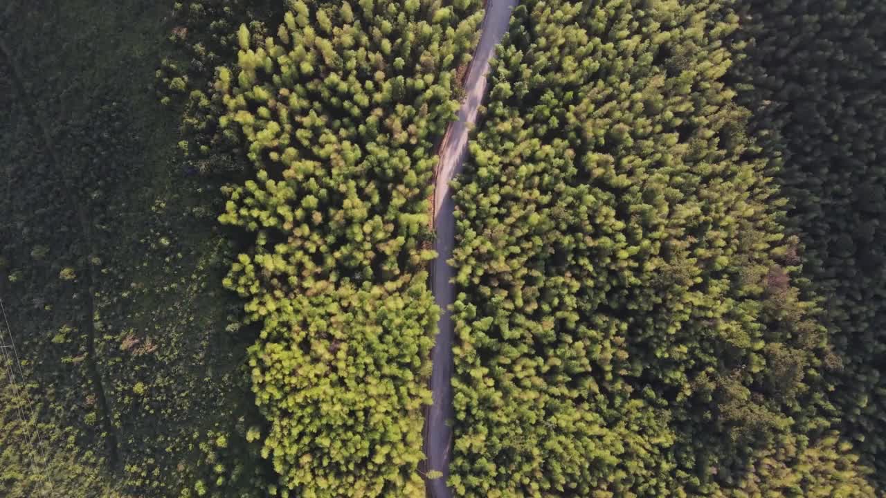 汽车在竹林路上行驶的航拍视频视频素材